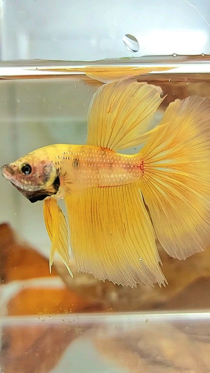 HALFMOON YELLOW BETTA FISH