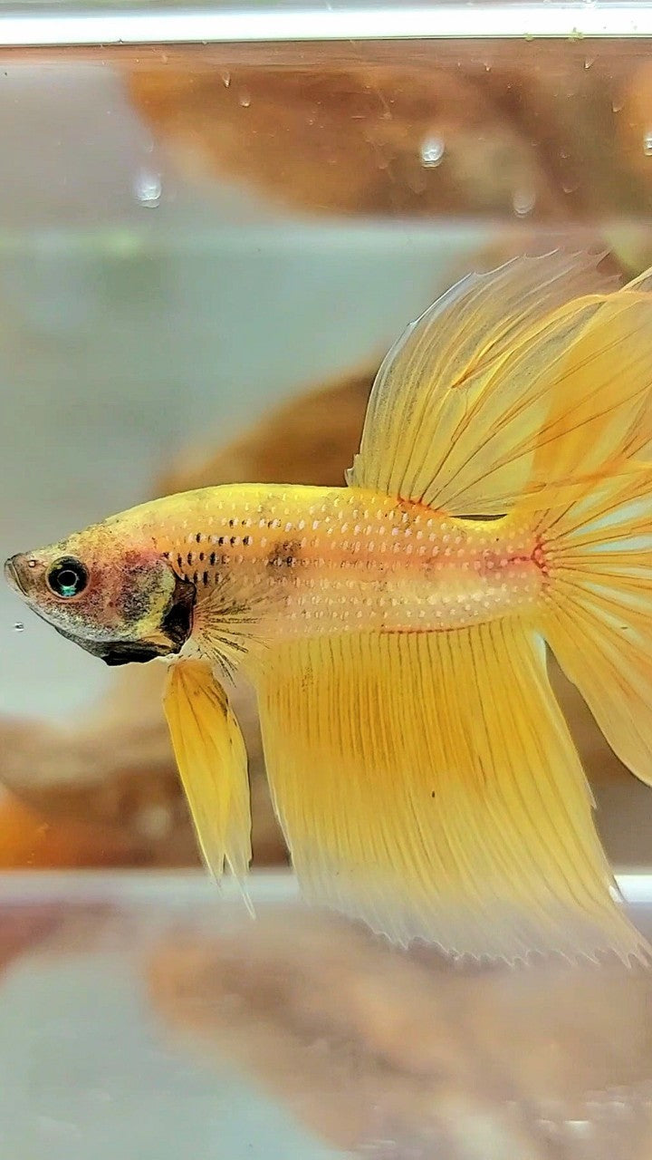 HALFMOON YELLOW BETTA FISH