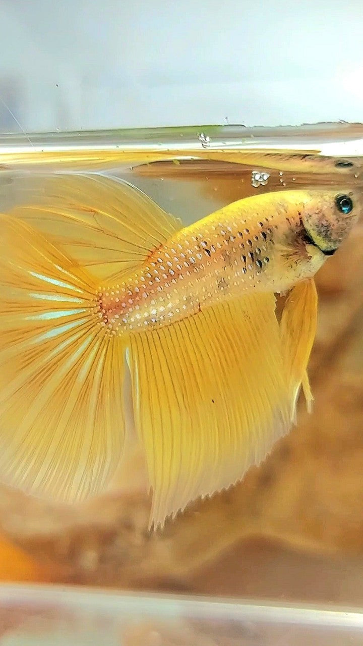 HALFMOON YELLOW BETTA FISH