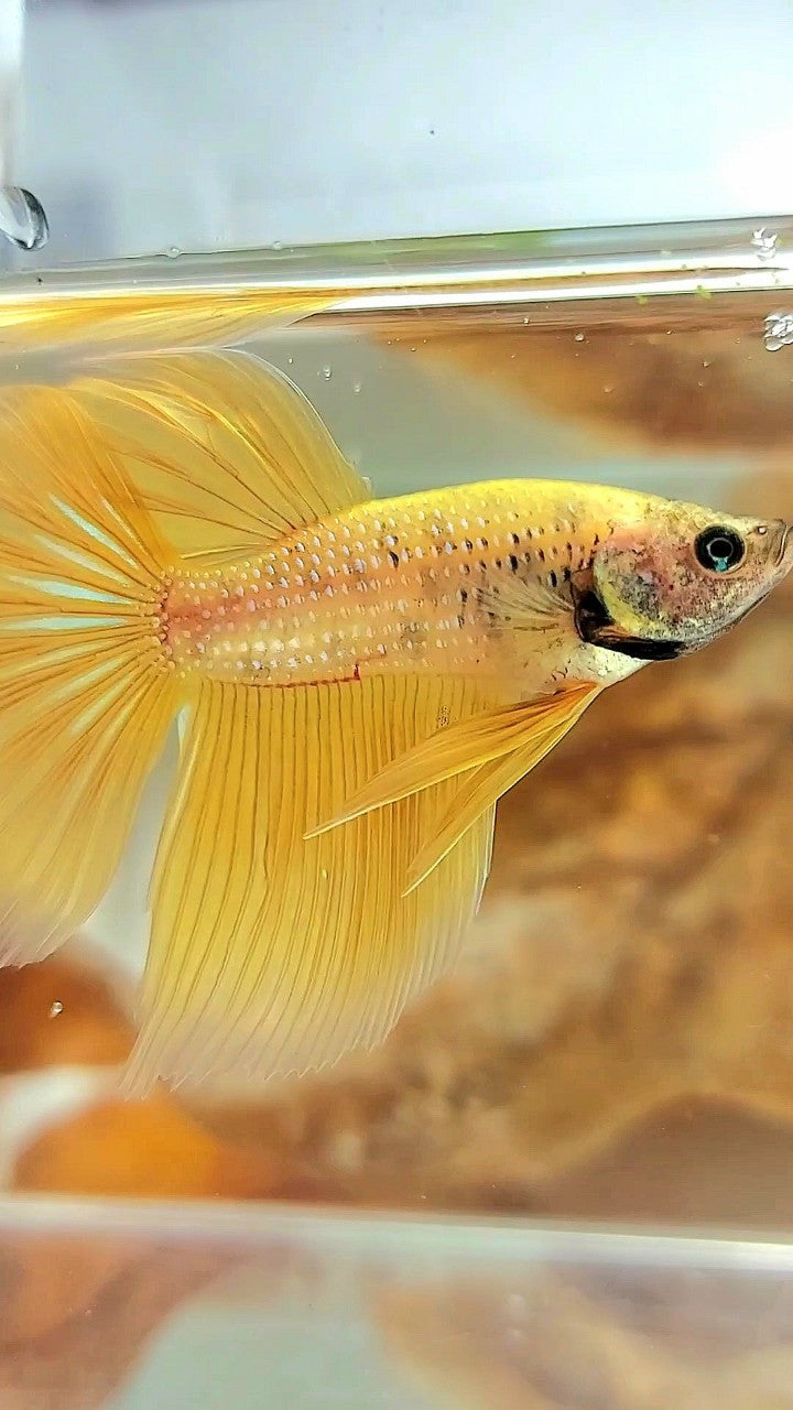 HALFMOON YELLOW BETTA FISH