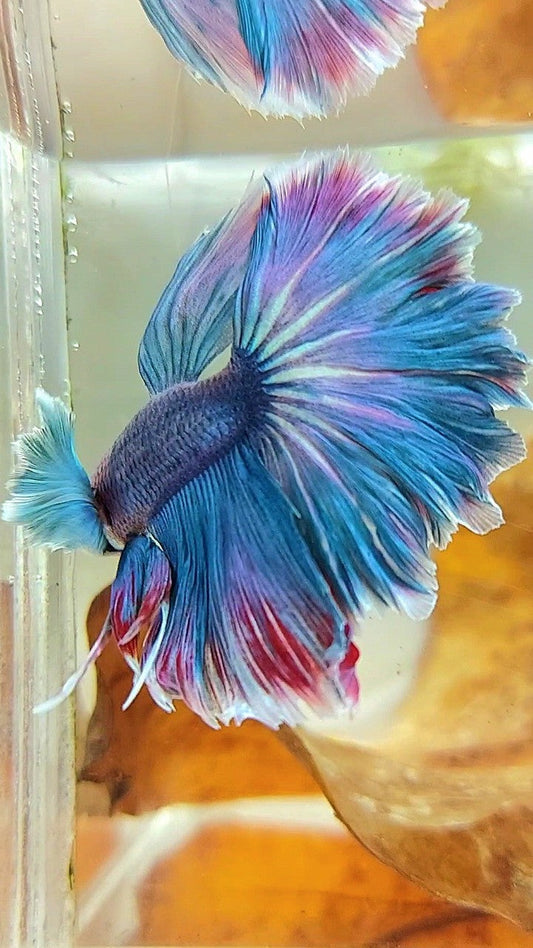 HALFMOON DUMBO EAR BLUE GRIZZLE RED WASH BETTA FISH
