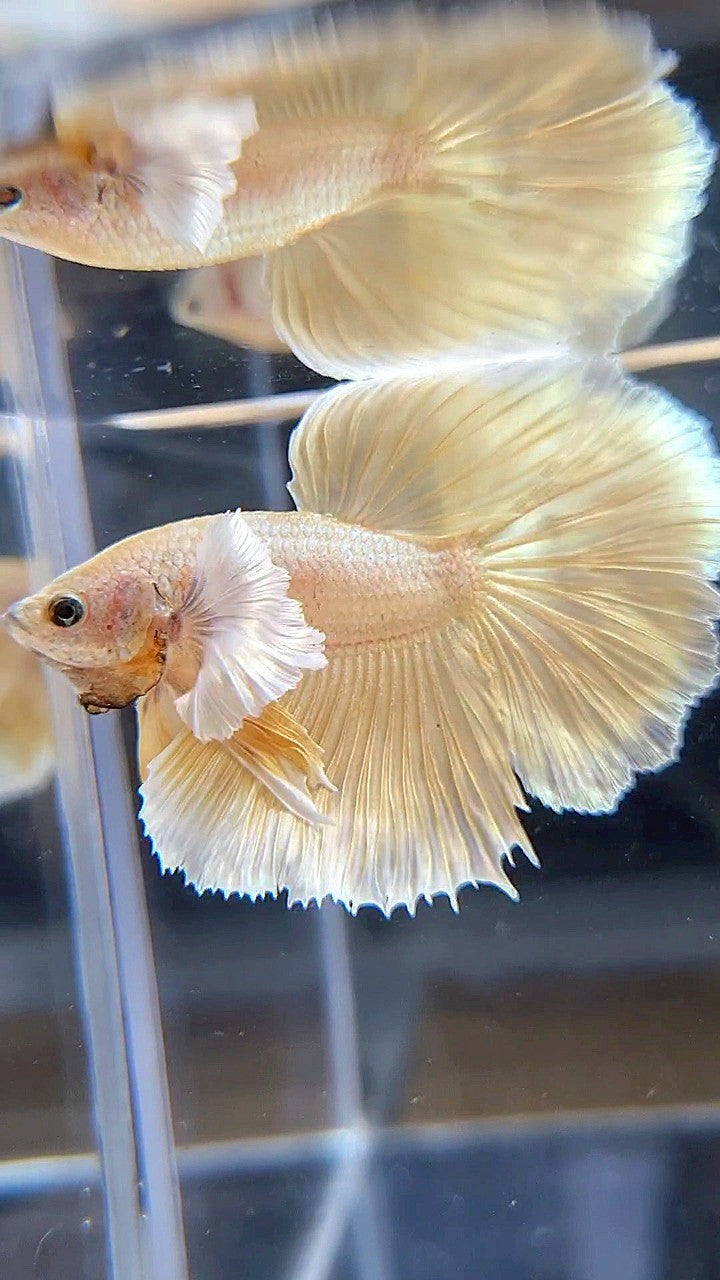 HALFMOON DUMBO EAR GOLD SOFT BETTA FISH