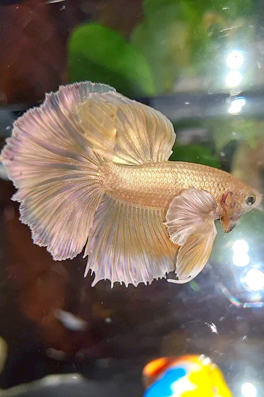 HALFMOON DUMBO EAR GOLD SOFT BETTA FISH