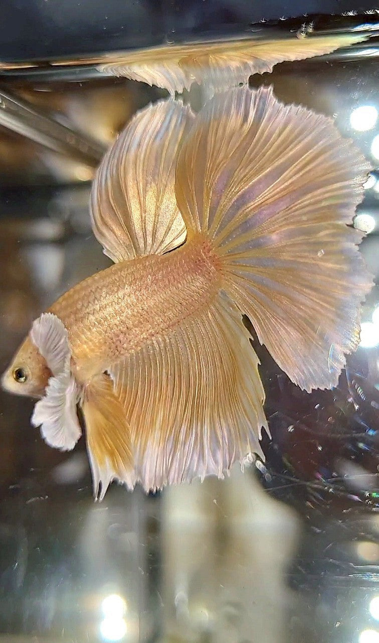 HALFMOON DUMBO EAR GOLD SOFT BETTA FISH
