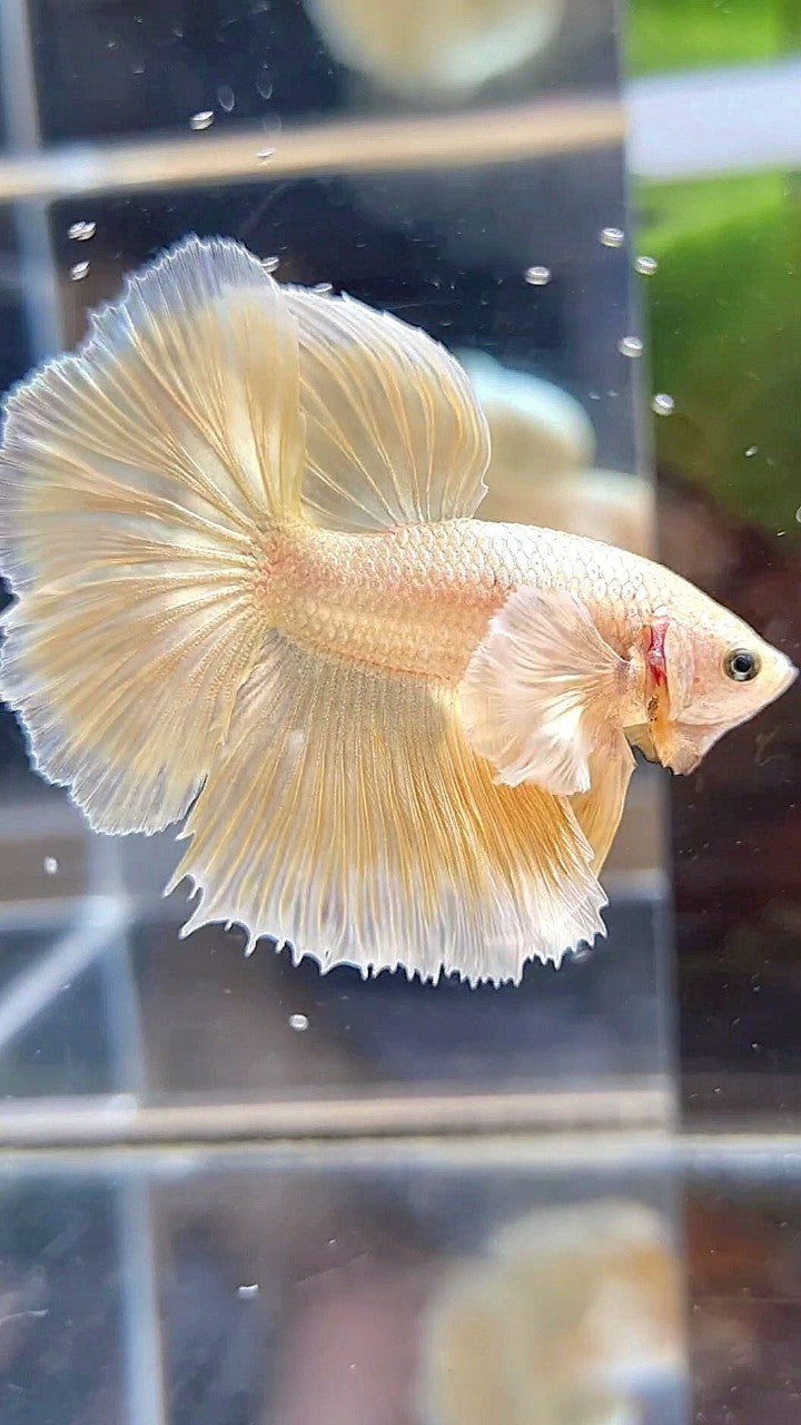 HALFMOON DUMBO EAR GOLD SOFT BETTA FISH