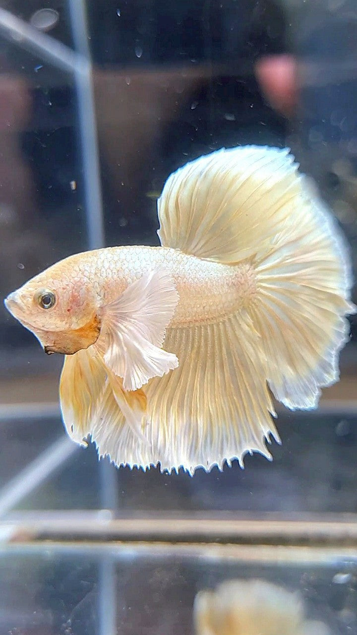 HALFMOON DUMBO EAR GOLD SOFT BETTA FISH