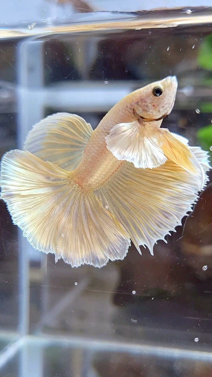 HALFMOON DUMBO EAR GOLD SOFT BETTA FISH