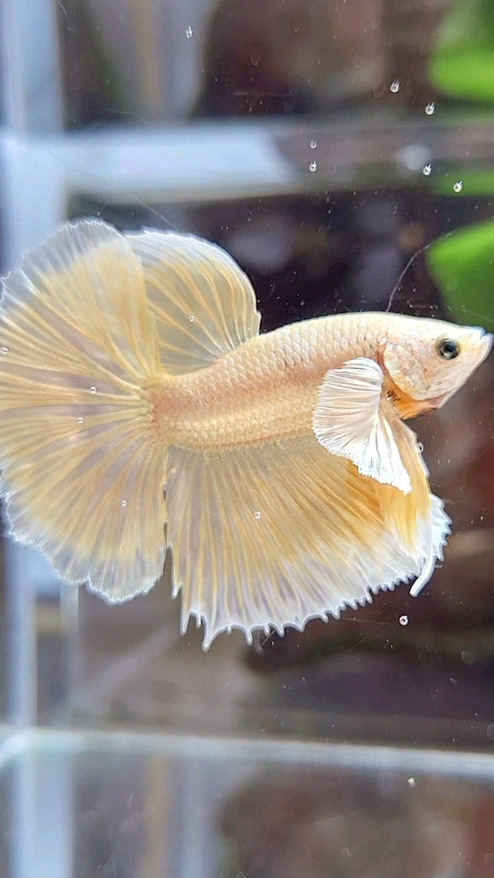 HALFMOON DUMBO EAR GOLD SOFT BETTA FISH