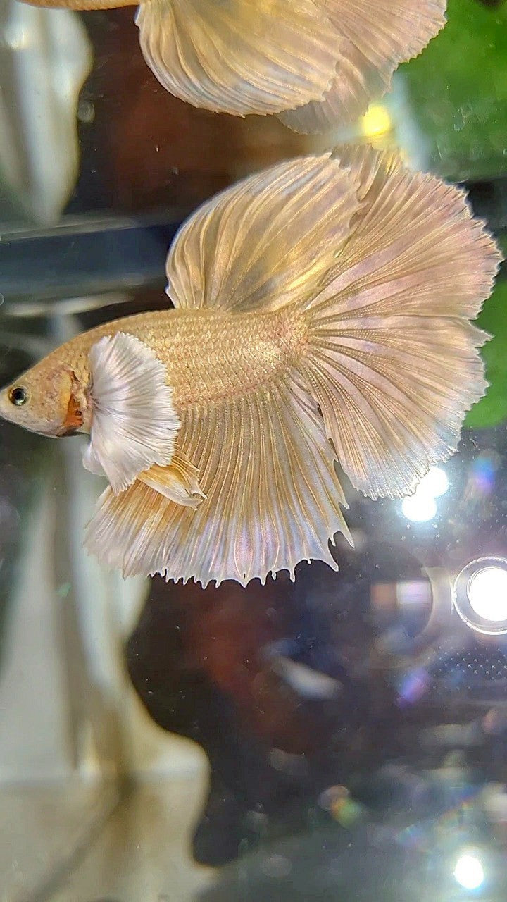 HALFMOON DUMBO EAR GOLD SOFT BETTA FISH
