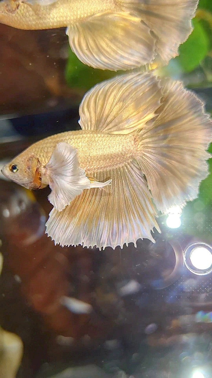 HALFMOON DUMBO EAR GOLD SOFT BETTA FISH