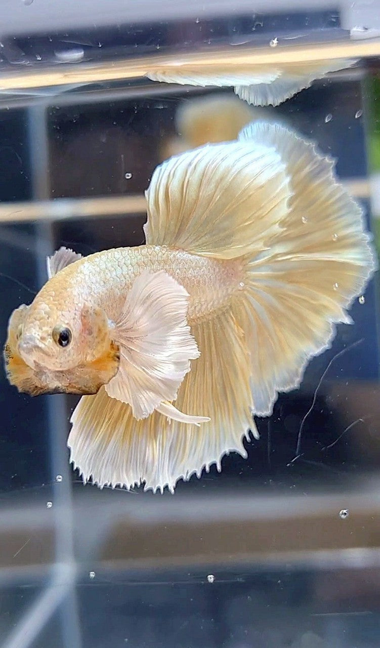 HALFMOON DUMBO EAR GOLD SOFT BETTA FISH
