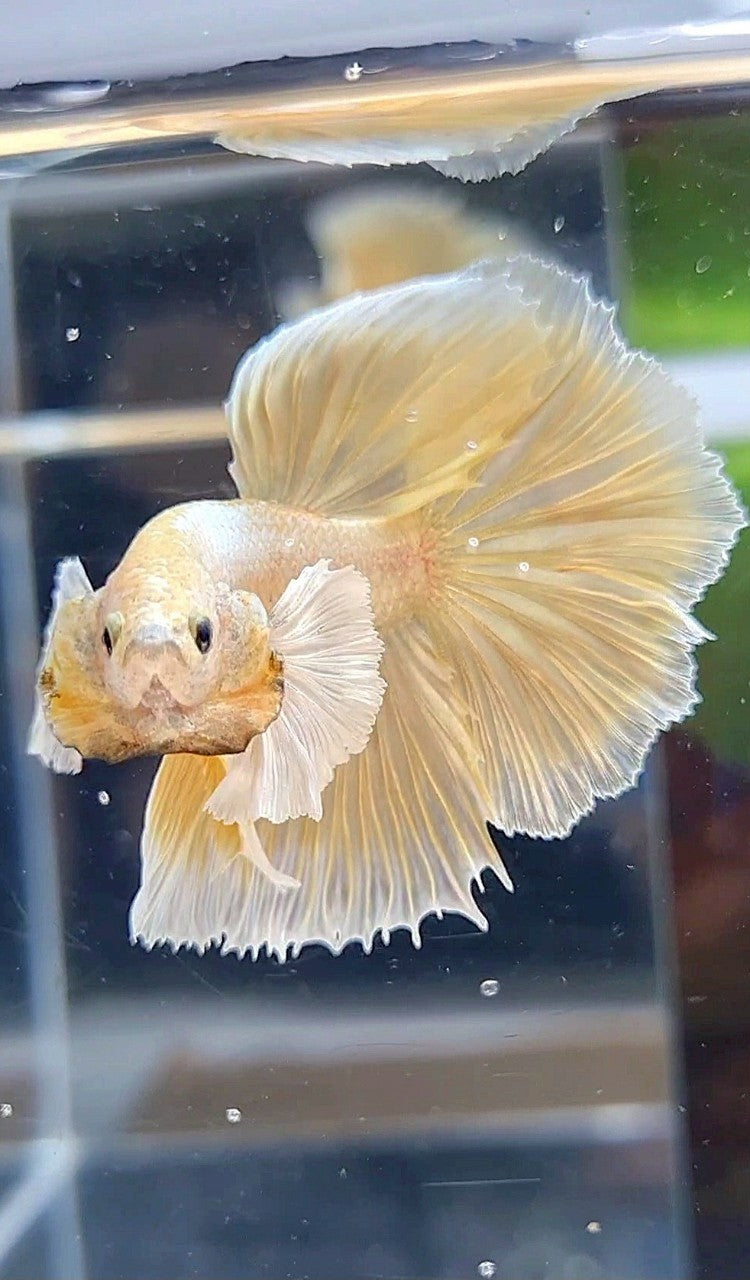 HALFMOON DUMBO EAR GOLD SOFT BETTA FISH
