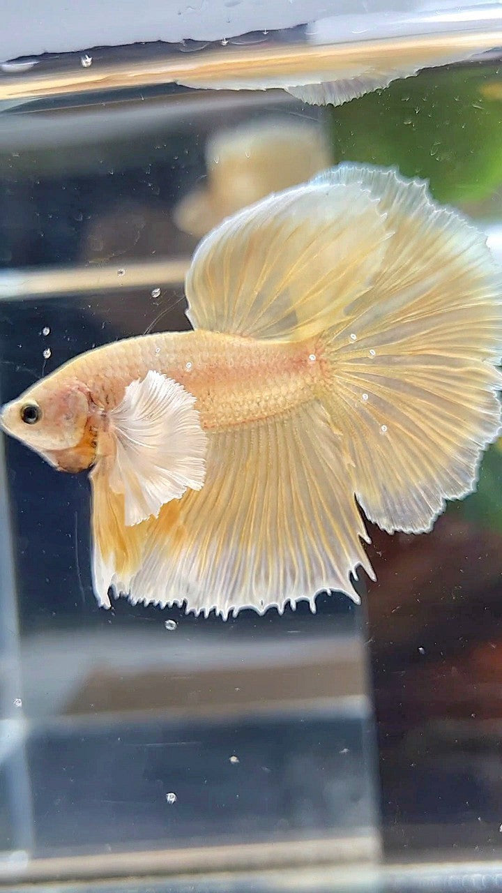 HALFMOON DUMBO EAR GOLD SOFT BETTA FISH
