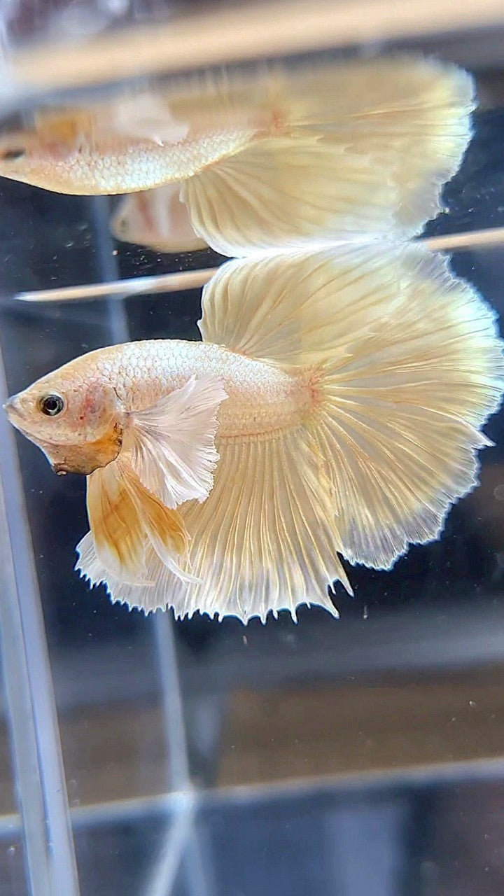 HALFMOON DUMBO EAR GOLD SOFT BETTA FISH