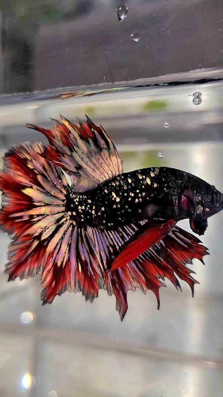 LUXURY HALFMOON FEATHER TAIL BLACK STAR GALAXY AVATAR COPPER GOLD RED PATTERN BETTA FISH