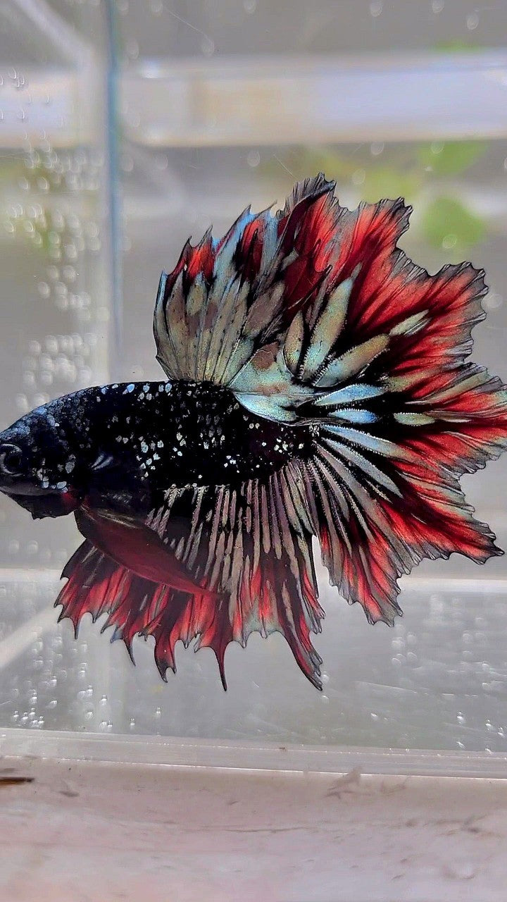 LUXURY HALFMOON FEATHER TAIL BLACK STAR GALAXY AVATAR COPPER GOLD RED PATTERN BETTA FISH