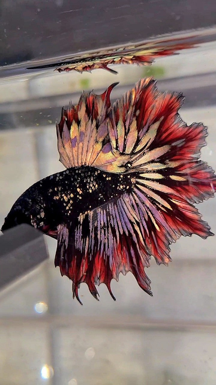 LUXURY HALFMOON FEATHER TAIL BLACK STAR GALAXY AVATAR COPPER GOLD RED PATTERN BETTA FISH