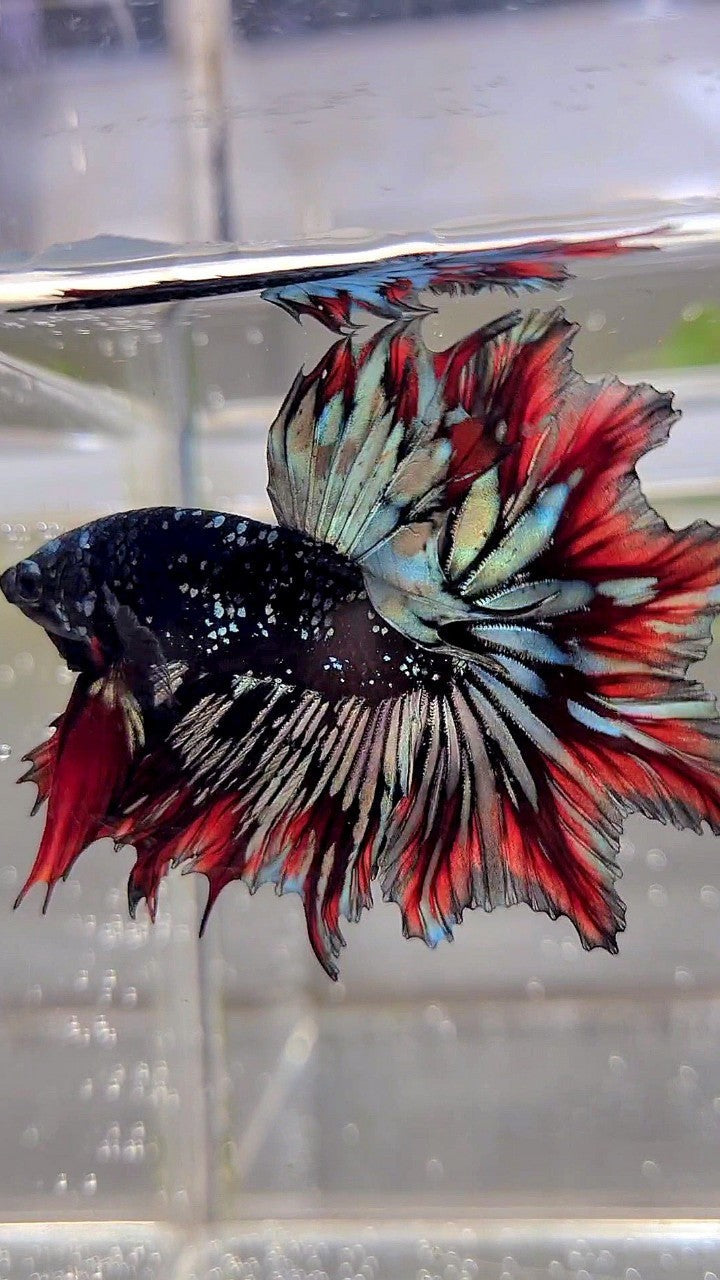 LUXURY HALFMOON FEATHER TAIL BLACK STAR GALAXY AVATAR COPPER GOLD RED PATTERN BETTA FISH