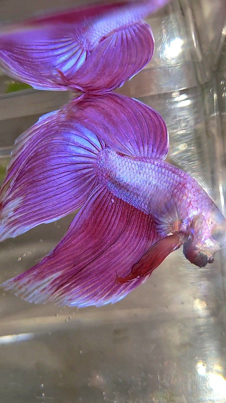 XL VEILTAIL SUPER PINK PURPLE BETTA FISH