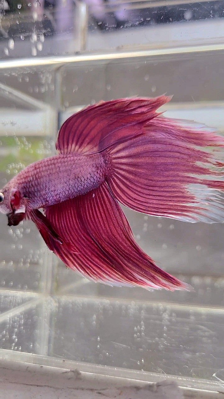 XL VEILTAIL SUPER PINK PURPLE BETTA FISH