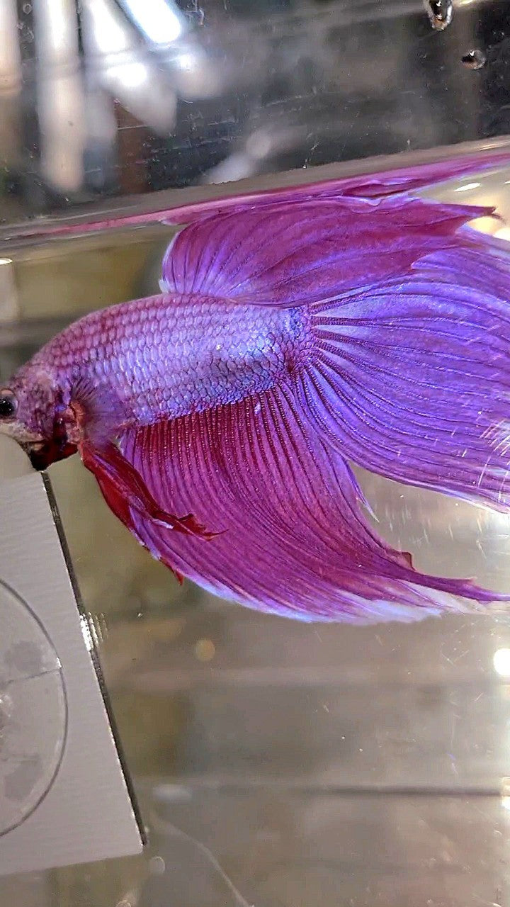 XL VEILTAIL SUPER PINK PURPLE BETTA FISH