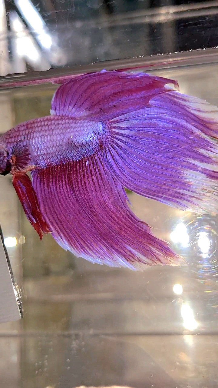 XL VEILTAIL SUPER PINK PURPLE BETTA FISH