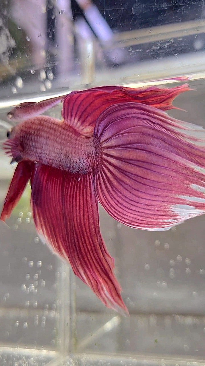 XL VEILTAIL SUPER PINK PURPLE BETTA FISH