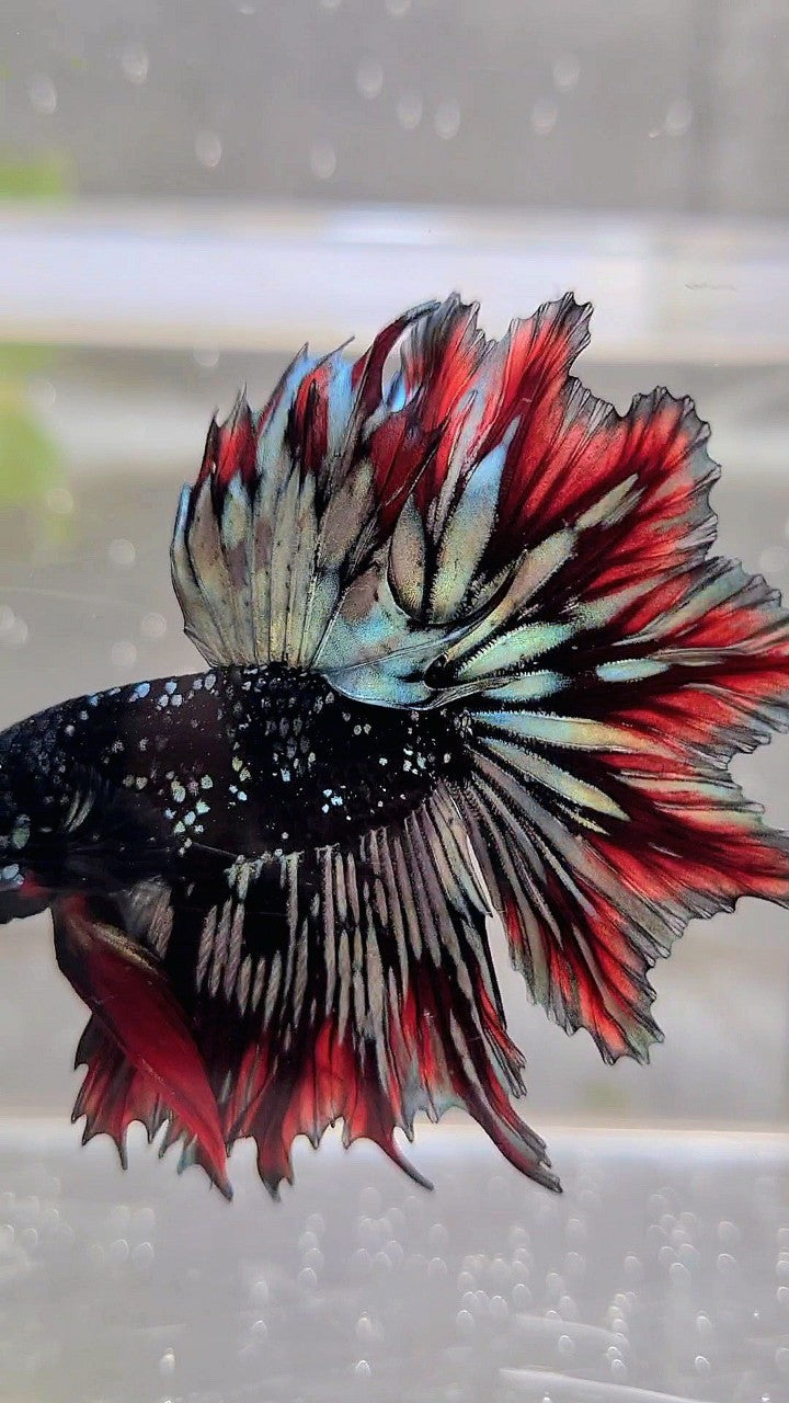 LUXURY HALFMOON FEATHER TAIL BLACK STAR GALAXY AVATAR COPPER GOLD RED PATTERN BETTA FISH
