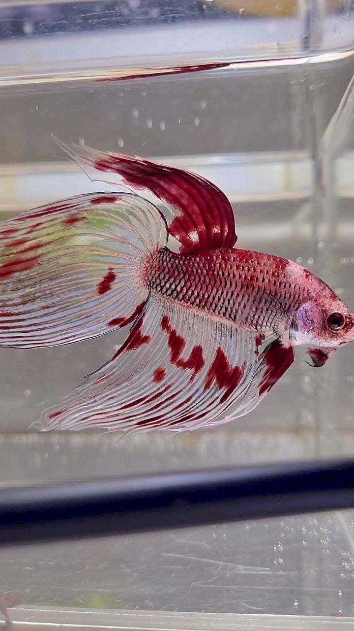 XL VEILTAIL AOC RED KOI SPLASH COLOR UNIQUE BETTA FISH