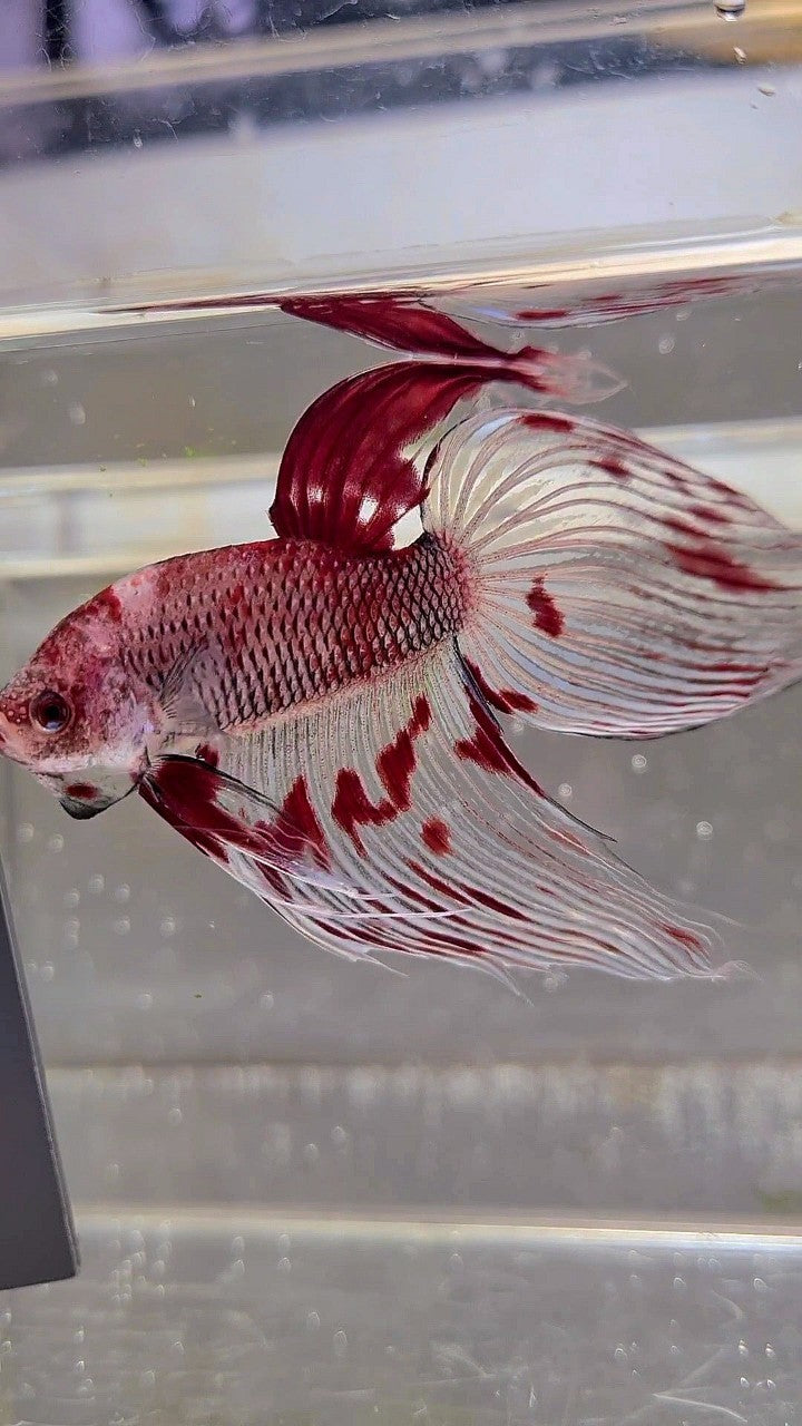 XL VEILTAIL AOC RED KOI SPLASH COLOR UNIQUE BETTA FISH