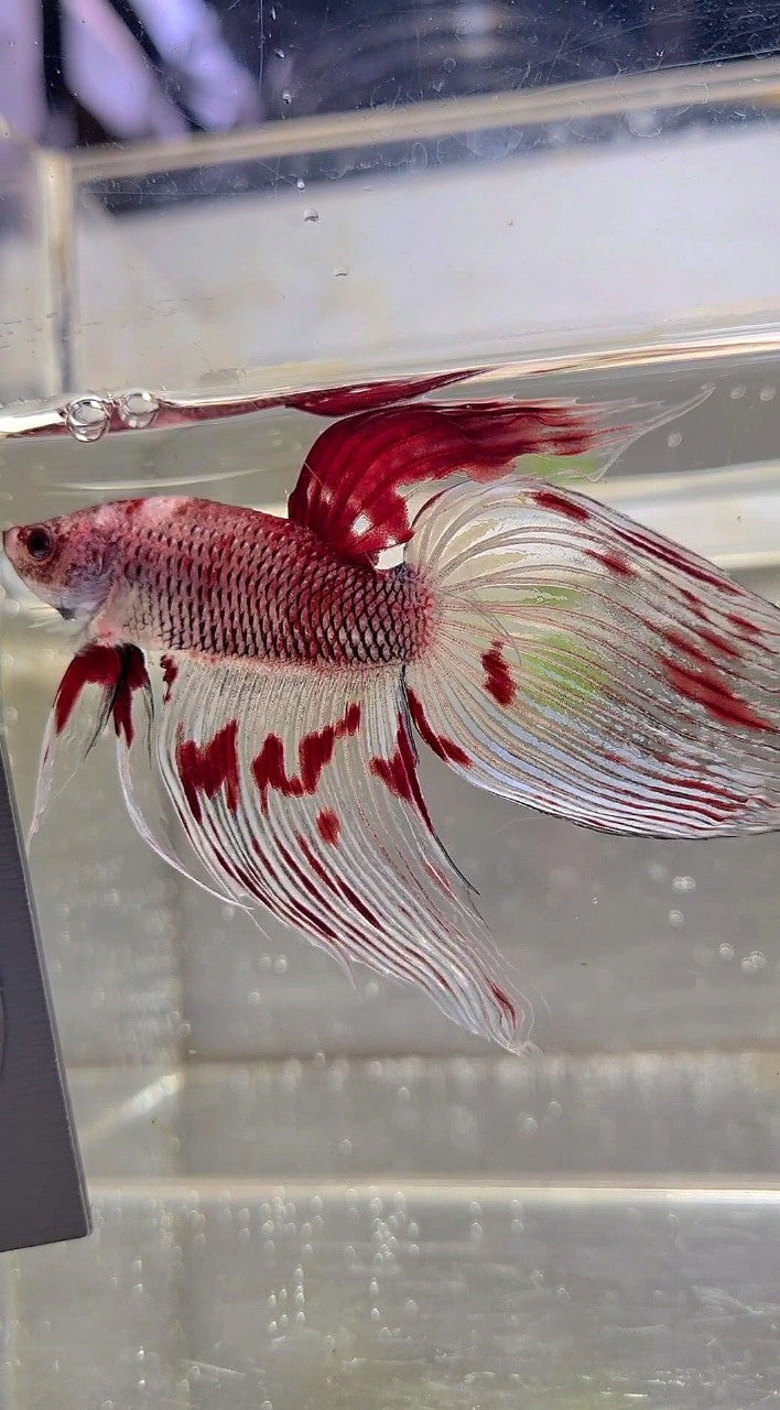 XL VEILTAIL AOC RED KOI SPLASH COLOR UNIQUE BETTA FISH