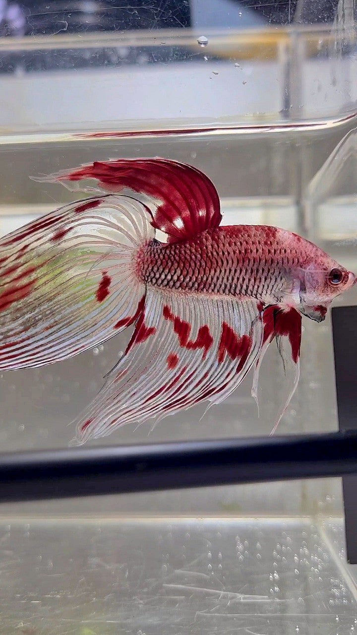 XL VEILTAIL AOC RED KOI SPLASH COLOR UNIQUE BETTA FISH