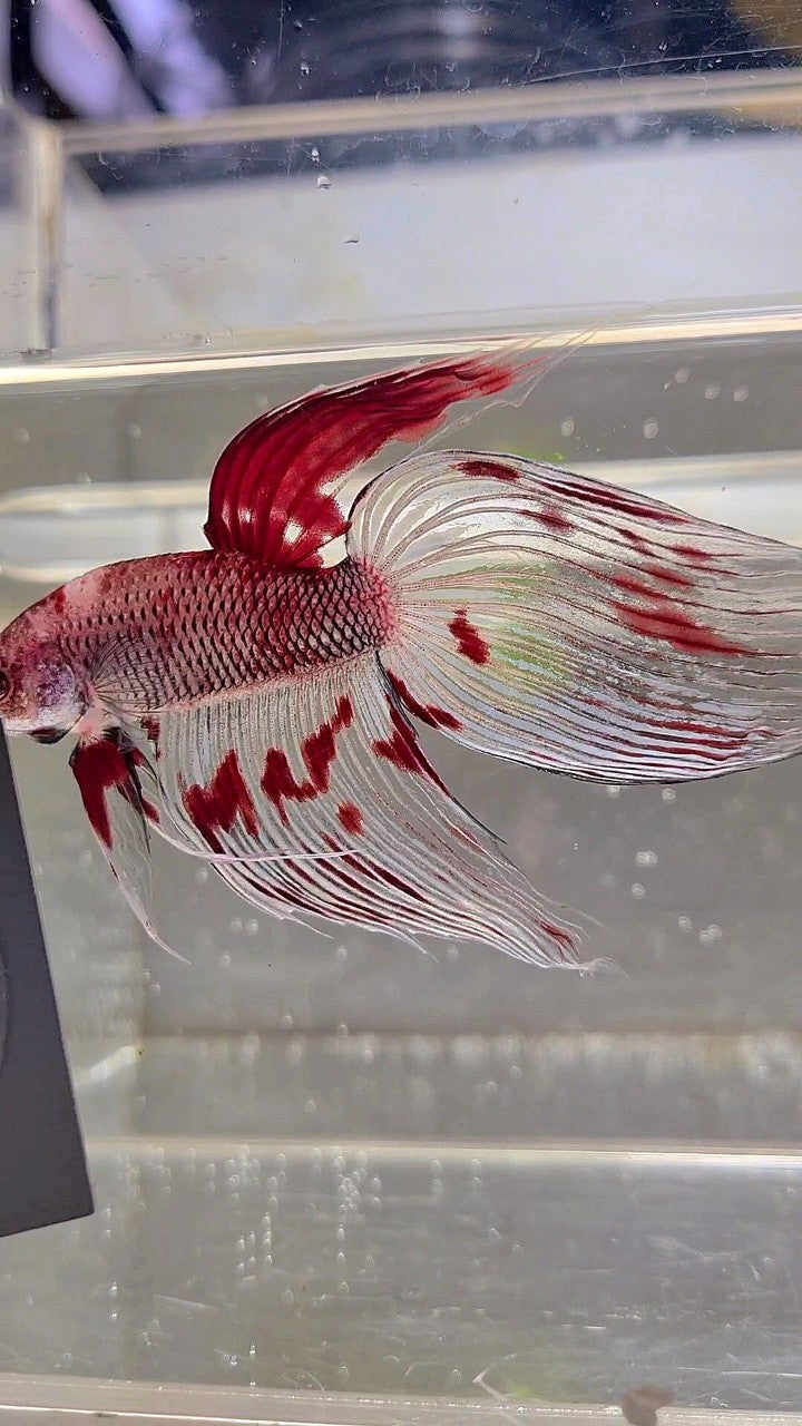 XL VEILTAIL AOC RED KOI SPLASH COLOR UNIQUE BETTA FISH