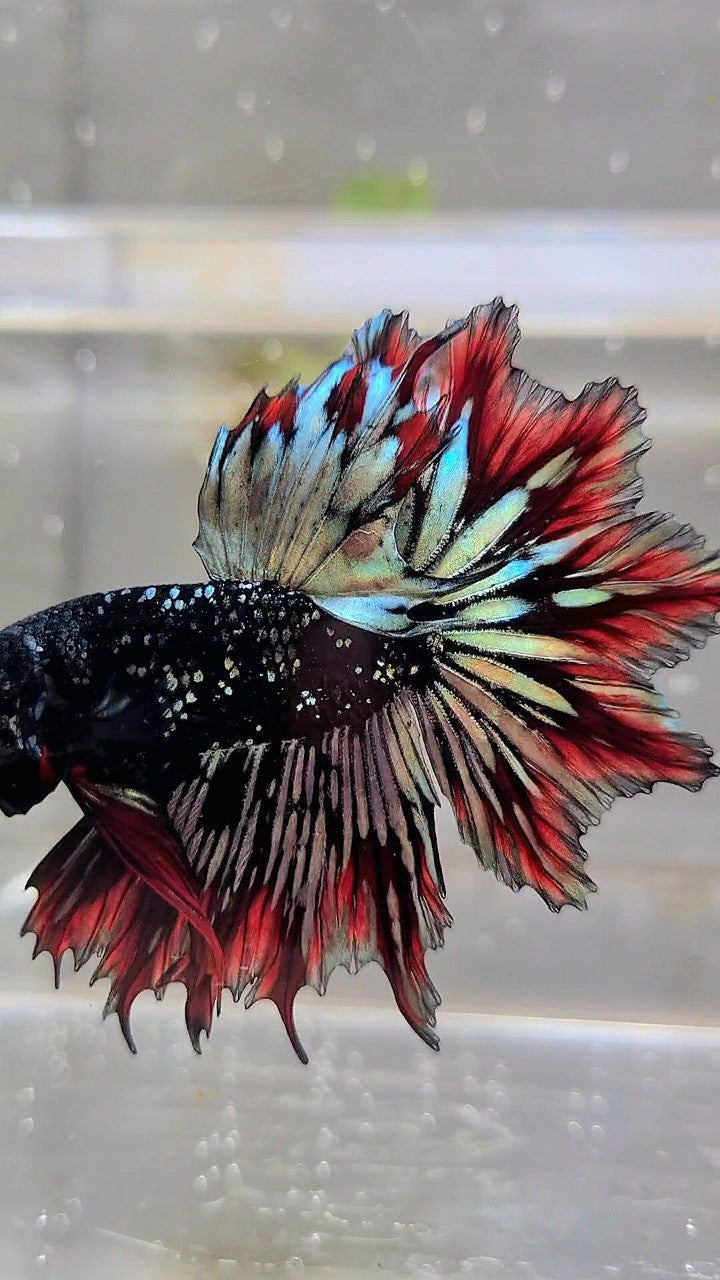 LUXURY HALFMOON FEATHER TAIL BLACK STAR GALAXY AVATAR COPPER GOLD RED PATTERN BETTA FISH