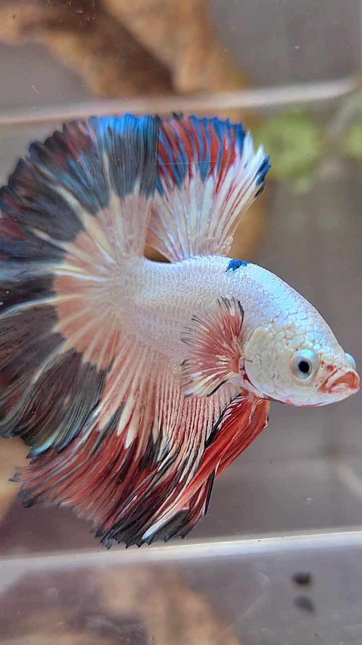 LUXURY HALFMOON ROSETAIL COPPER RIM FLAMINGGO BETTA FISH
