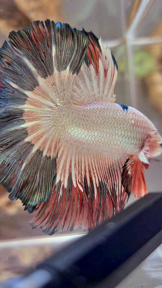 LUXURY HALFMOON ROSETAIL COPPER RIM FLAMINGGO BETTA FISH
