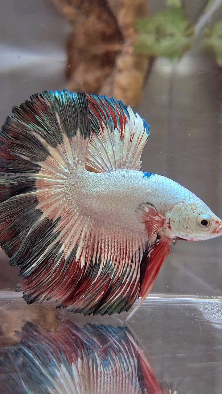 LUXURY HALFMOON ROSETAIL COPPER RIM FLAMINGGO BETTA FISH