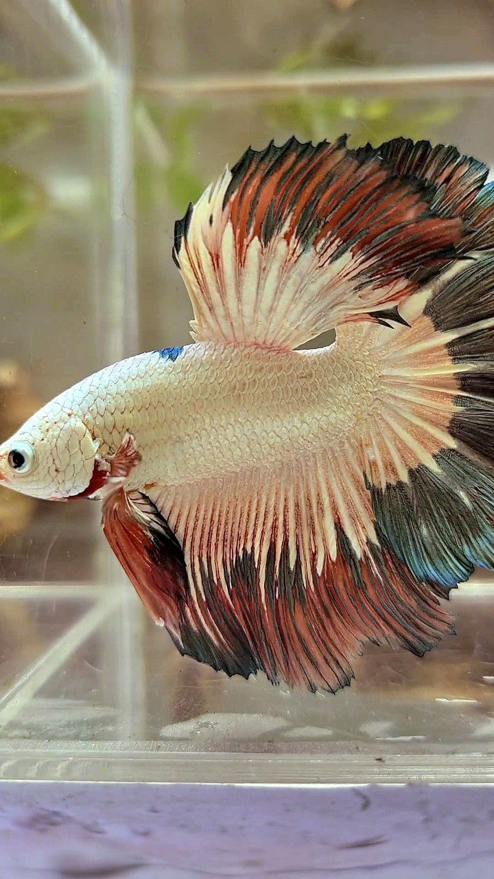 LUXURY HALFMOON ROSETAIL COPPER RIM FLAMINGGO BETTA FISH
