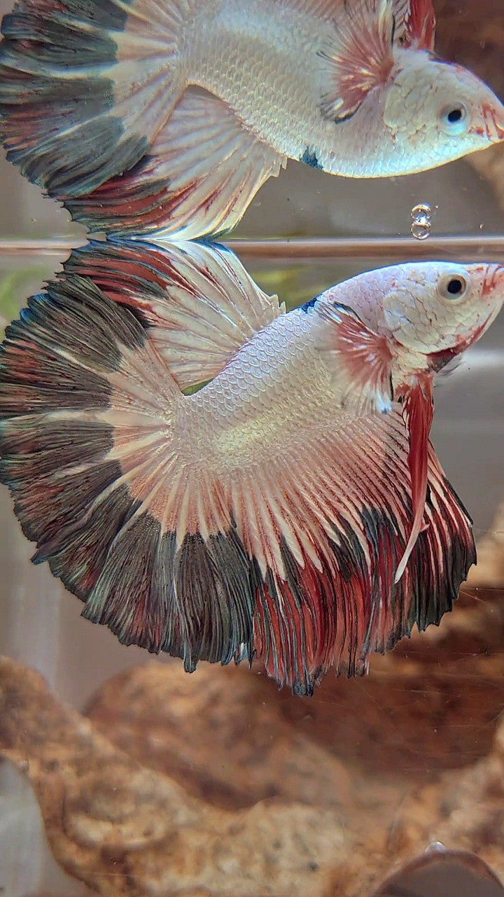 LUXURY HALFMOON ROSETAIL COPPER RIM FLAMINGGO BETTA FISH