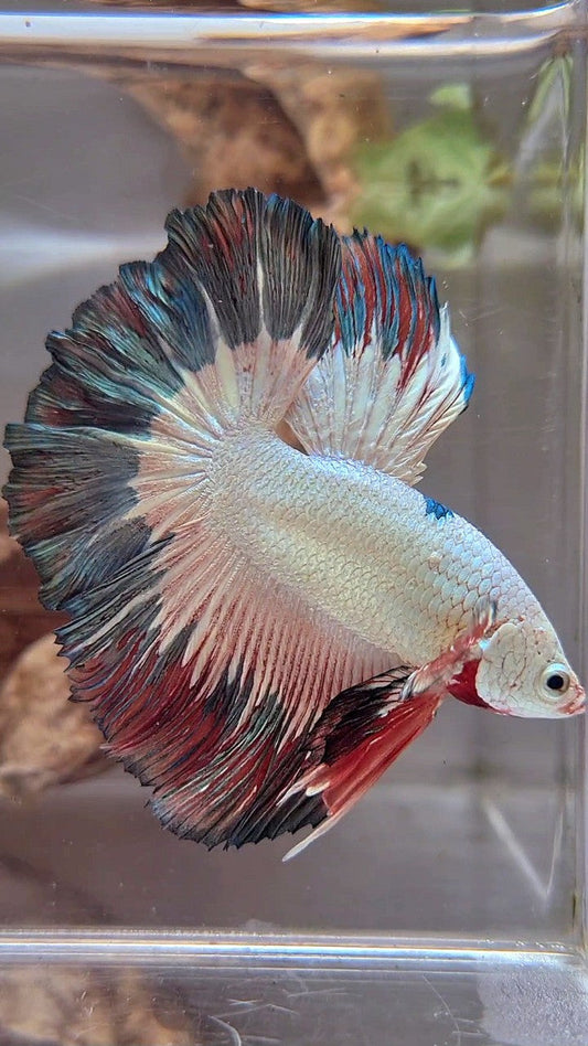 LUXURY HALFMOON ROSETAIL COPPER RIM FLAMINGGO BETTA FISH