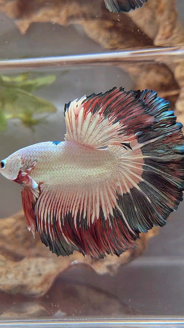 LUXURY HALFMOON ROSETAIL COPPER RIM FLAMINGGO BETTA FISH