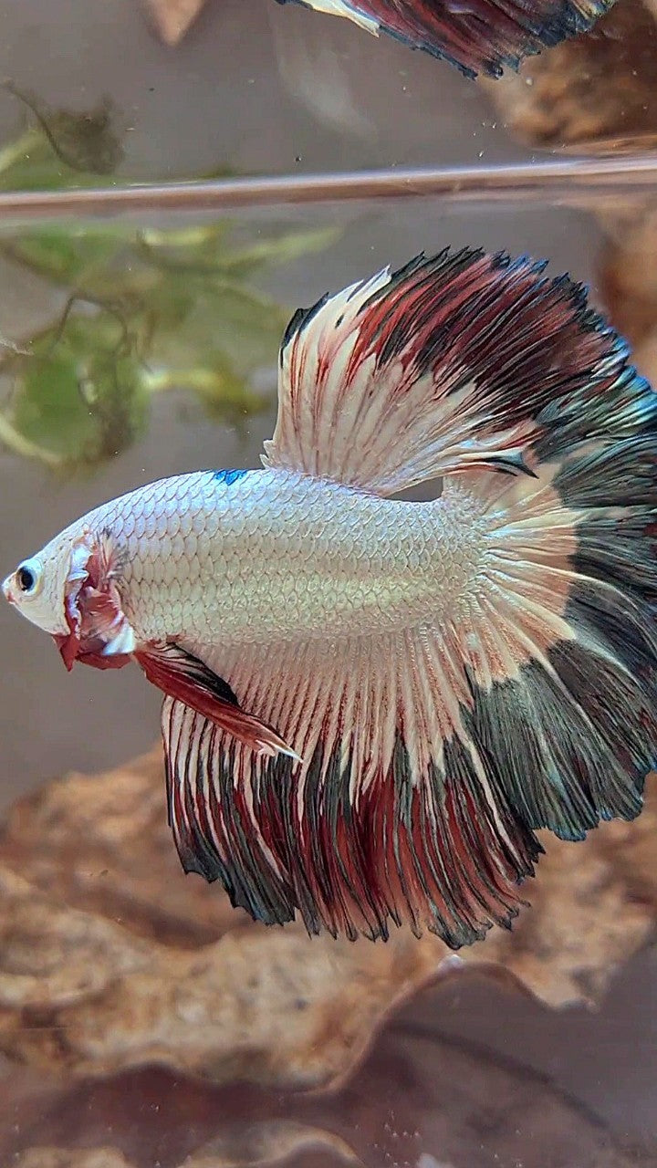 LUXURY HALFMOON ROSETAIL COPPER RIM FLAMINGGO BETTA FISH