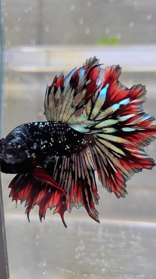LUXURY HALFMOON FEATHER TAIL BLACK STAR GALAXY AVATAR COPPER GOLD RED PATTERN BETTA FISH