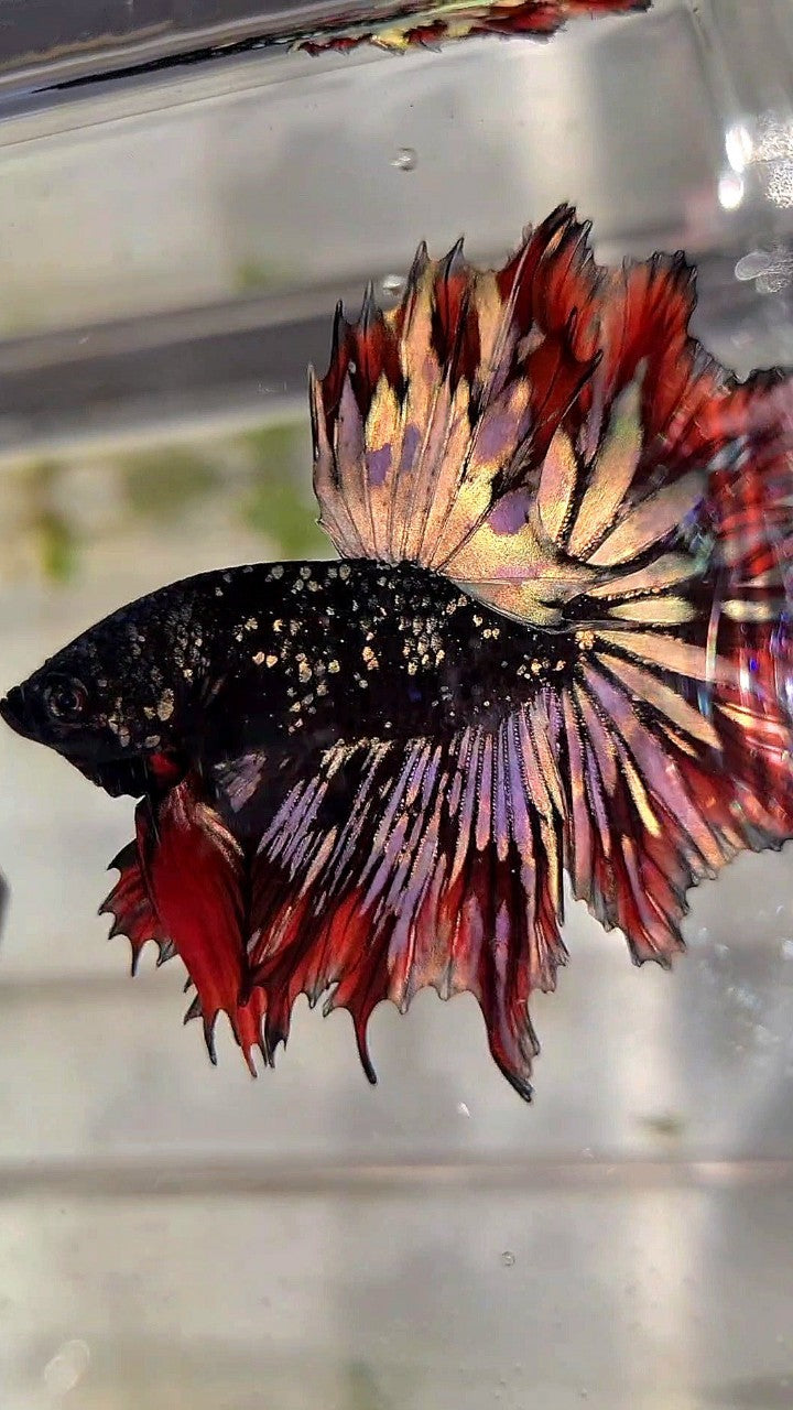 LUXURY HALFMOON FEATHER TAIL BLACK STAR GALAXY AVATAR COPPER GOLD RED PATTERN BETTA FISH