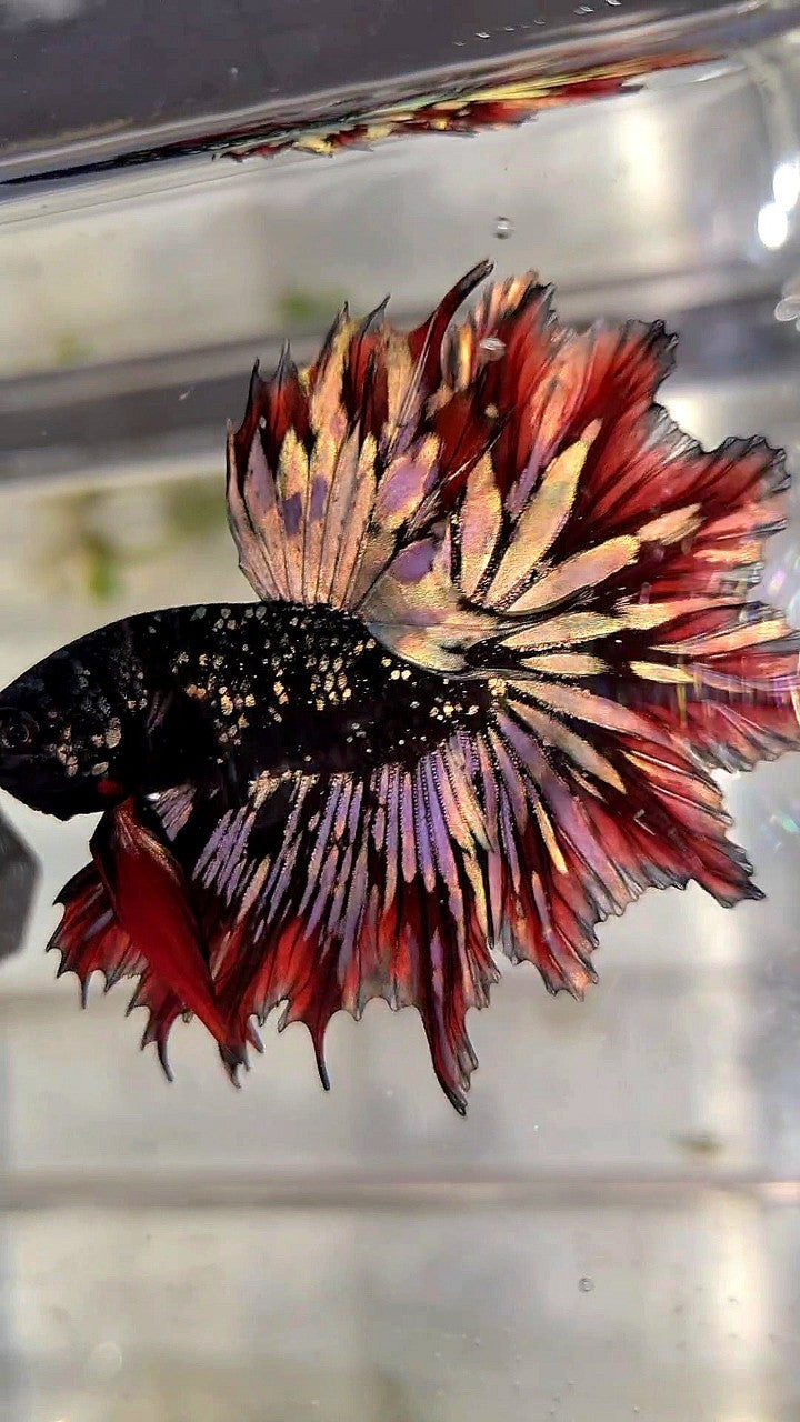 LUXURY HALFMOON FEATHER TAIL BLACK STAR GALAXY AVATAR COPPER GOLD RED PATTERN BETTA FISH