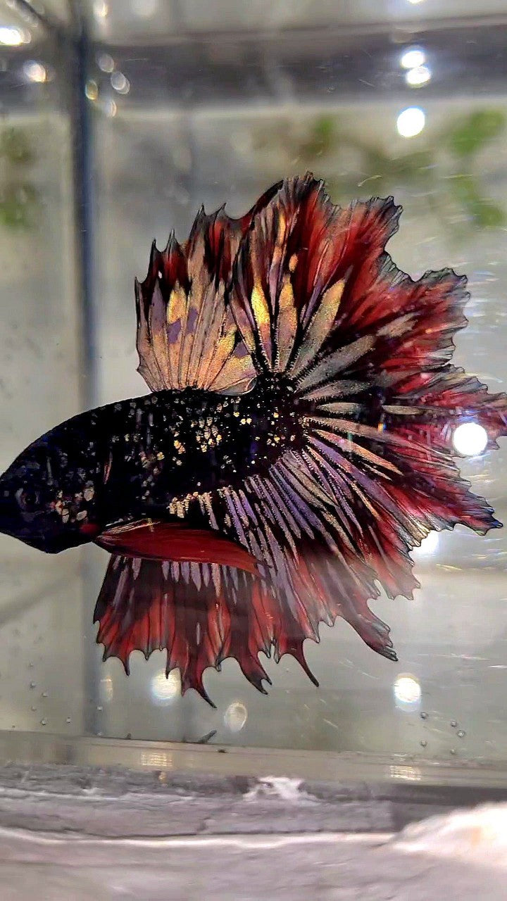 LUXURY HALFMOON FEATHER TAIL BLACK STAR GALAXY AVATAR COPPER GOLD RED PATTERN BETTA FISH