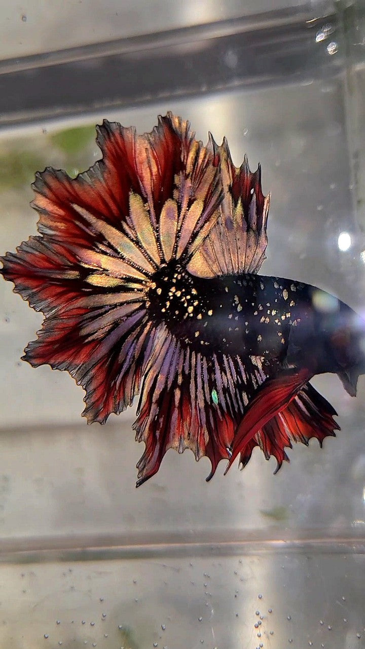 LUXURY HALFMOON FEATHER TAIL BLACK STAR GALAXY AVATAR COPPER GOLD RED PATTERN BETTA FISH