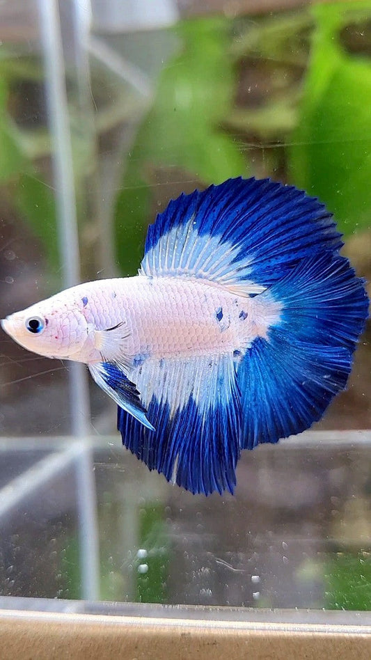 LUXURY HALFMOON DOUBLE TAIL BLUE RIM MARBLE BETTA FISH