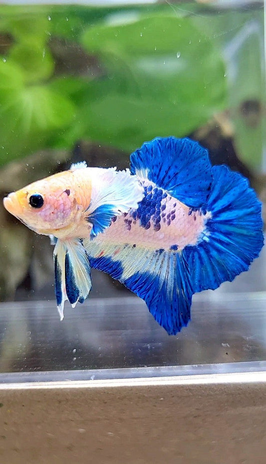 PLAKAT DUMBO EAR BLUE RIM MARBLE BETTA FISH
