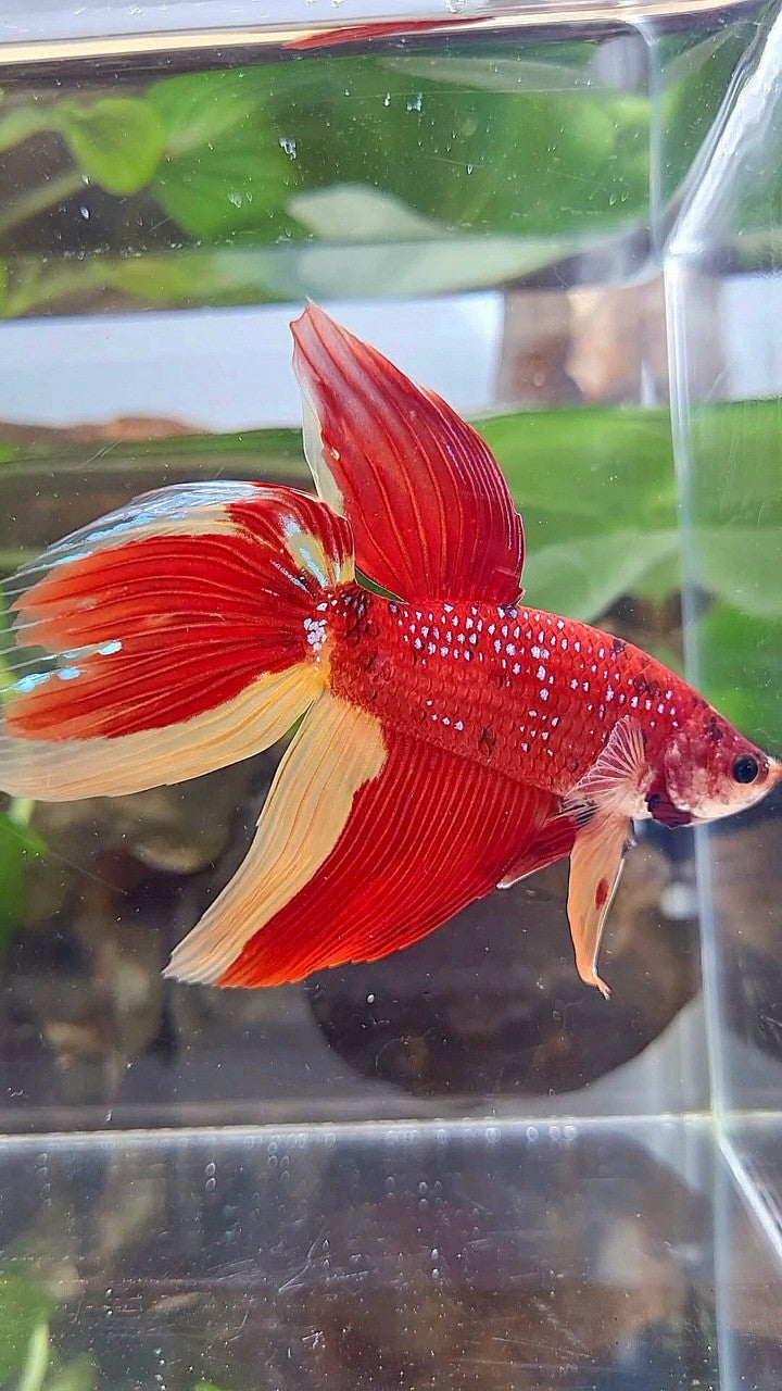 2 FISH GIANT VEILTAIL RED YELLOW & HALFMOON COPPER BLACK BETTA FISH